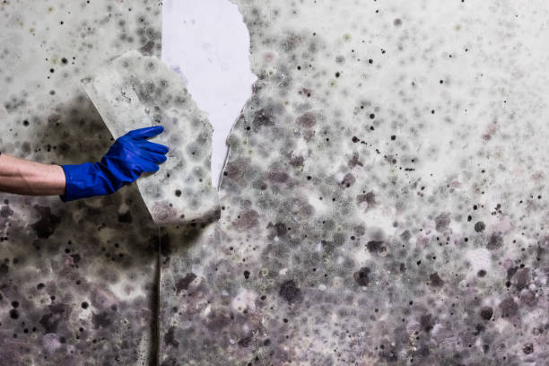 Best Home Mold Removal  in Jackson, GA