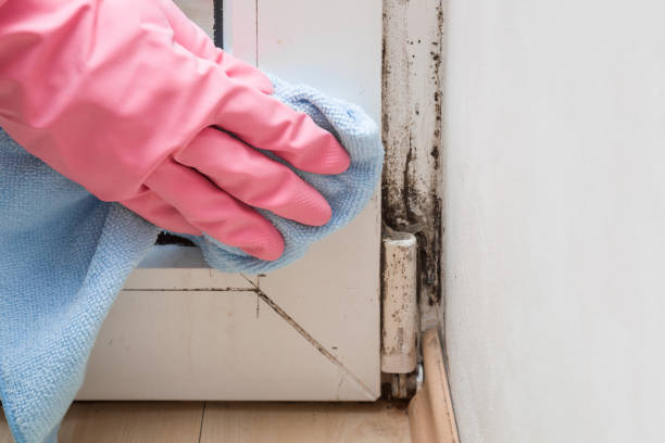 Best Certified Mold Removal  in Jackson, GA